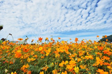Cosmos çiçek alanı