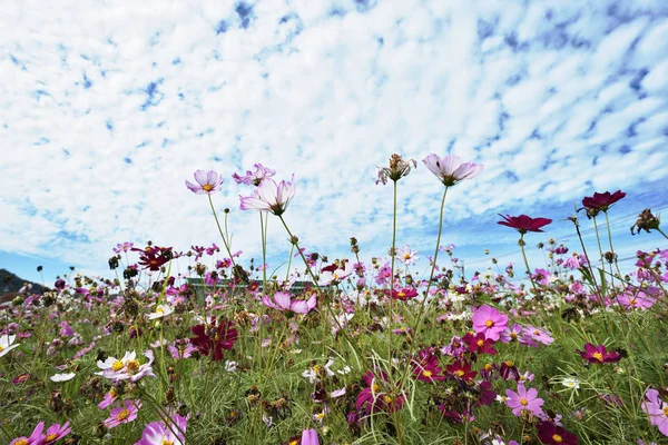 Cosmos çiçek alanı