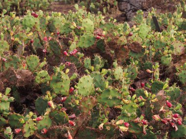 Gün batımında çiçekli kaktüs 