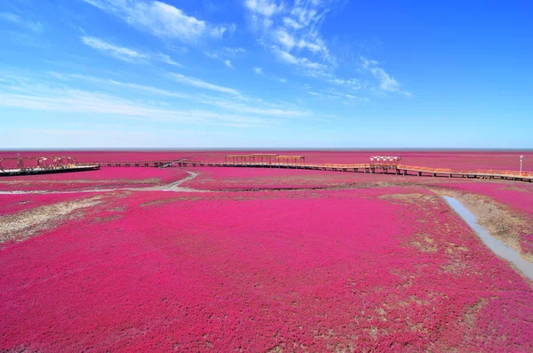 Panjin kırmızı plaj