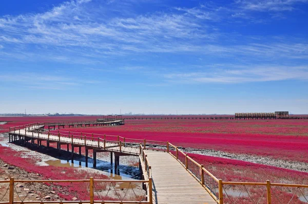 Panjin red beach — Stock Photo, Image