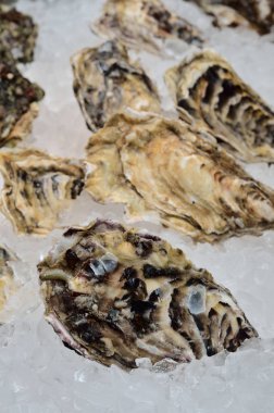 Buzdaki taze istiridyeler