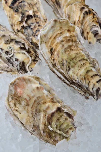 Ostras frescas en el hielo — Foto de Stock