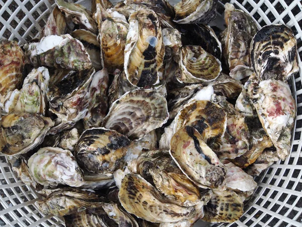 Verse oesters in mand — Stockfoto