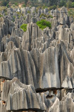  Taş Ormanı Ulusal Parkı