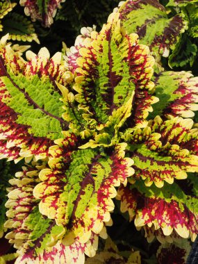 skullcaplike coleus yakın çekim