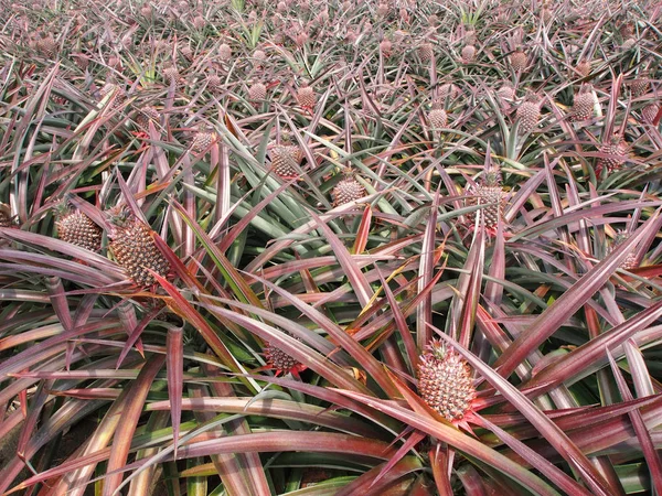 Pineapple fruit field. — Stock Photo, Image