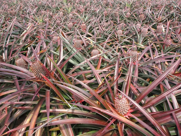 Ananas plody pole. — Stock fotografie