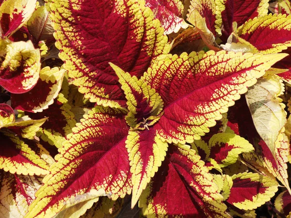 Close up de Skullcaplike Coleus — Fotografia de Stock