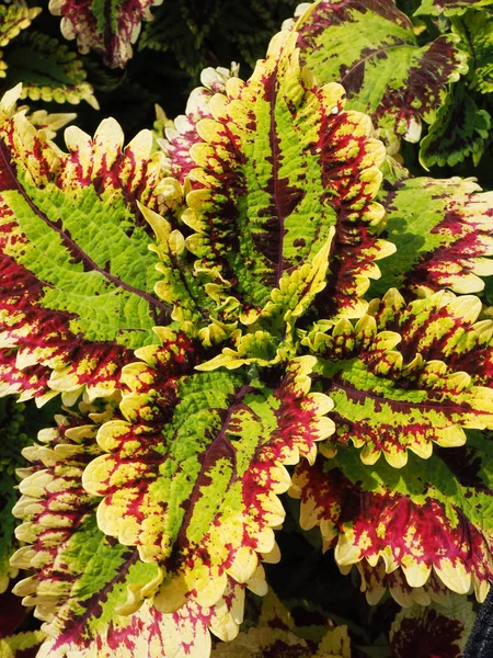 skullcaplike coleus yakın çekim