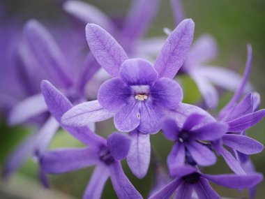 Zımpara asma çiçek