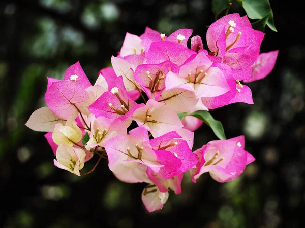 庭でピンクのブーゲンビリアの花 — ストック写真