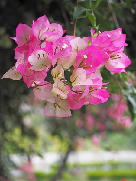 庭でピンクのブーゲンビリアの花 — ストック写真