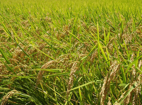 Zrání rýže v neloupanou oblasti — Stock fotografie