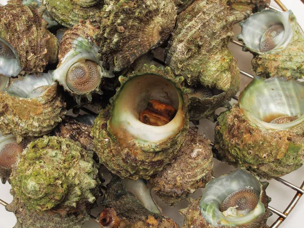 Turbo zee slak shell — Stockfoto