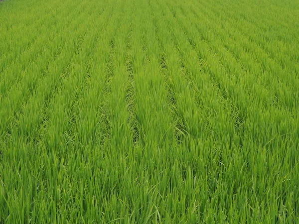 Arroz verde paddy —  Fotos de Stock