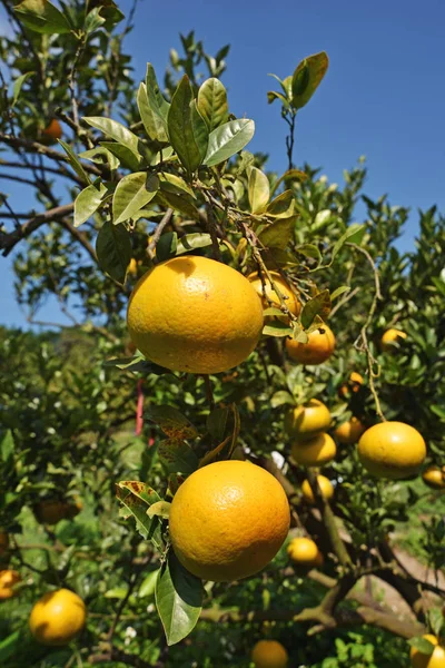 Reife Mandarinen auf dem Baum — Stockfoto