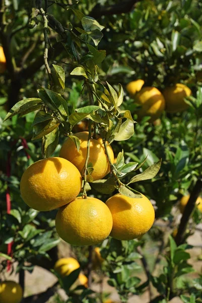 Reife Mandarinen auf dem Baum — Stockfoto