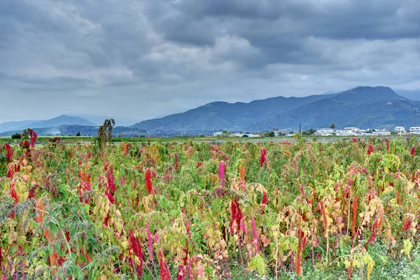 Growing quinoa plant with seed head  in the farm