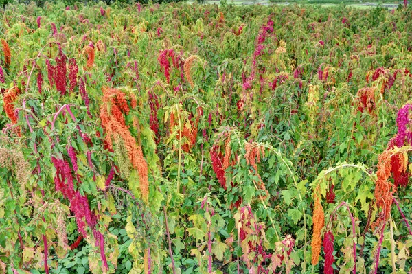 Growing quinoa plant with seed head  in the farm