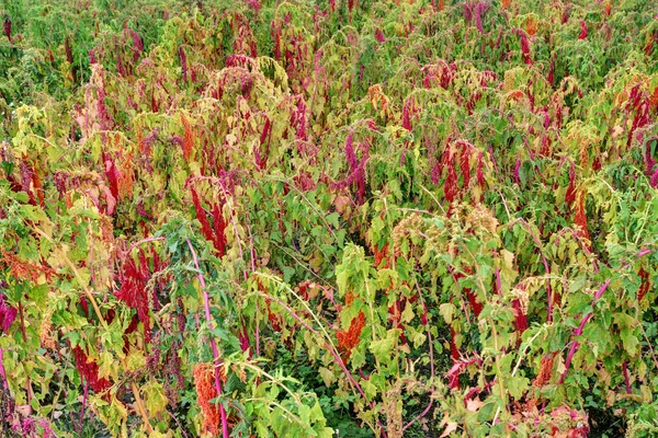 Uprawy Roślin Quinoa Nasion Głowy Farmie — Zdjęcie stockowe