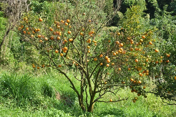 Orange Träd Som Växer Fruktodling — Stockfoto