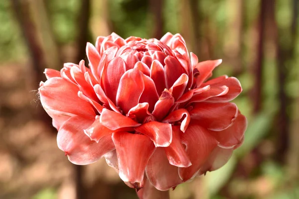 Nahaufnahme Außenansicht Von Etlingera Elatior Flower — Stockfoto