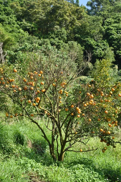 오렌지 나무는 과수원에서 — 스톡 사진