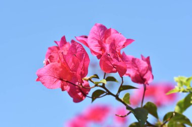 Mavi gökyüzü arka plan üzerinde güzel bougainvillea çiçek şube