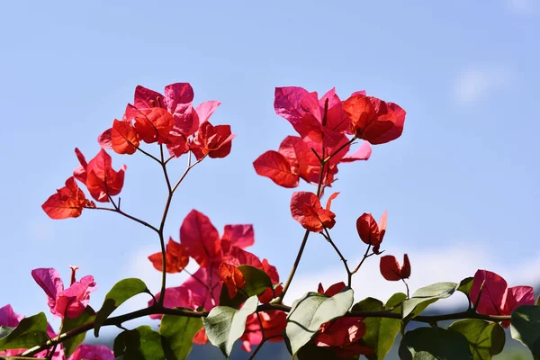 Kék Háttér Gyönyörű Bougainvillea Virágok Ága — Stock Fotó