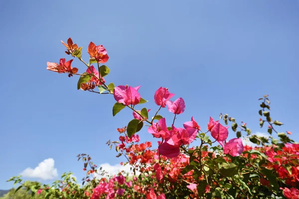青い空を背景に美しいブーゲンビリアの花の枝 — ストック写真