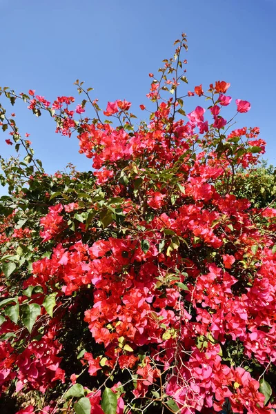 春の屋外でピンクのブーゲンビリアの花と青い空 — ストック写真