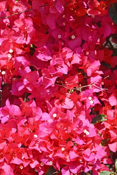 Roze Bougainville Bloemen Bloeien Taiwan — Stockfoto