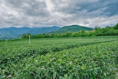 Bulut Tayvan ile yeşil çay bahçesi