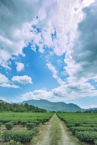 Zöld Tea Garden Felhő Tajvanon — Stock Fotó