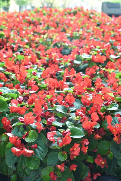 Gyönyörű Piros Begónia Virág Háttér — Stock Fotó