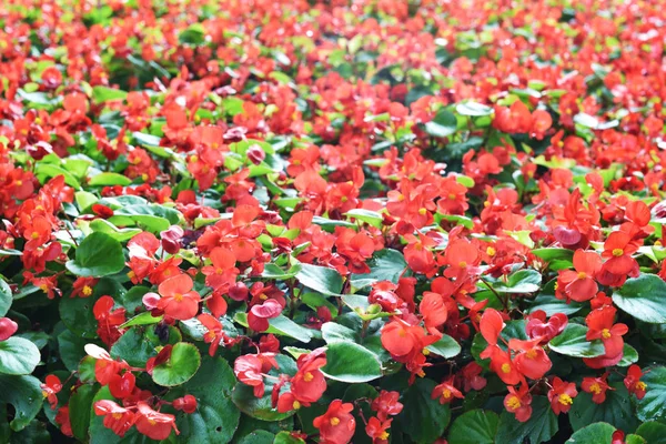 Bela Begonia Vermelha Flores Fundo — Fotografia de Stock