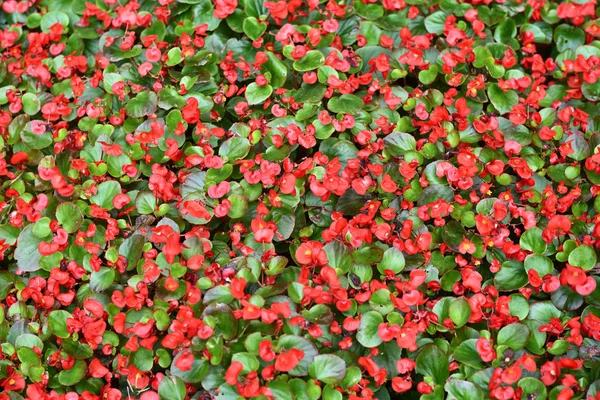 Güzel Kırmızı Begonia Çiçek Arka Plan — Stok fotoğraf