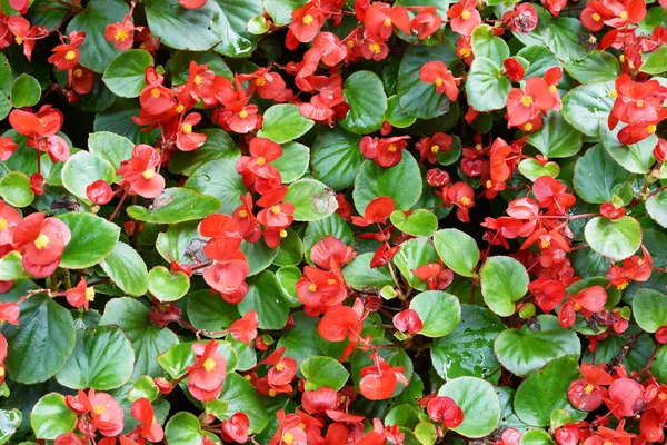 Latar Belakang Red Begonia Flowers Yang Indah — Stok Foto