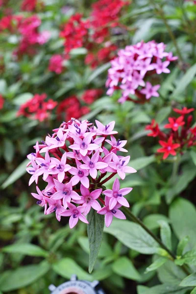 Çiçeklenme Çin Mahs Çiçek Bahçesinde Closeup — Stok fotoğraf