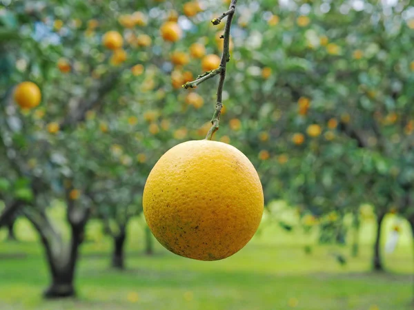 Närbild Apelsinträd Trädgården Selektivt Fokus — Stockfoto