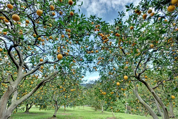 Πορτοκαλί Δέντρο Στο Πορτοκαλί Αγρόκτημα — Φωτογραφία Αρχείου