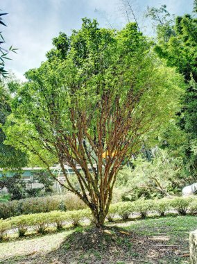 Olgun jabuticaba meyve ağacı üzerinde.        