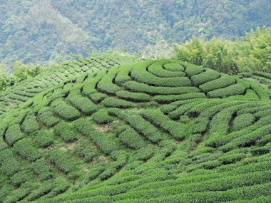 Çay bahçesi Nantou, Tayvan Çin bakua sembolü (sekiz trigrams) şeklinde   