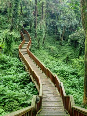 Nantou, Tayvan yerel orman yoluyla ahşap yolu  