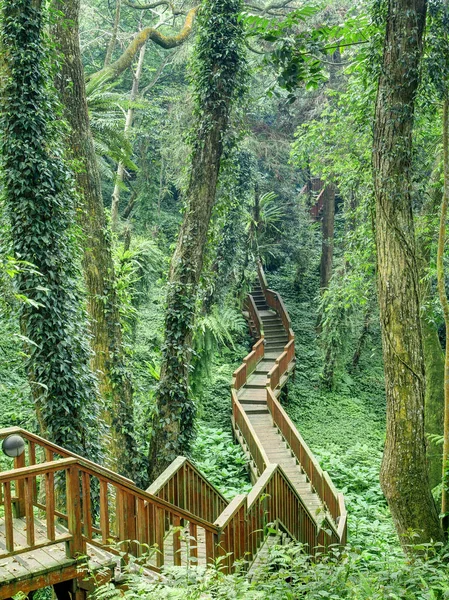 Wooden pathway through native forest in Nantou, Taiwan