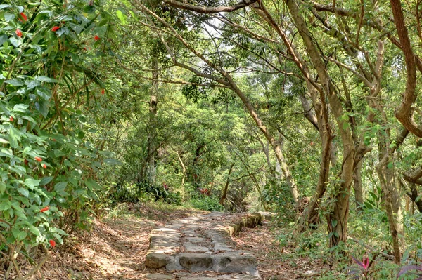 Stenen Wandelpad Door Een Beboste — Stockfoto