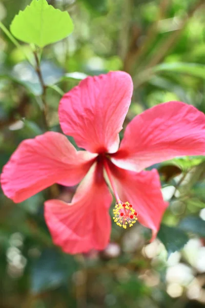 Park Arka Plan Kırmızı Hibiscus Çiçek — Stok fotoğraf
