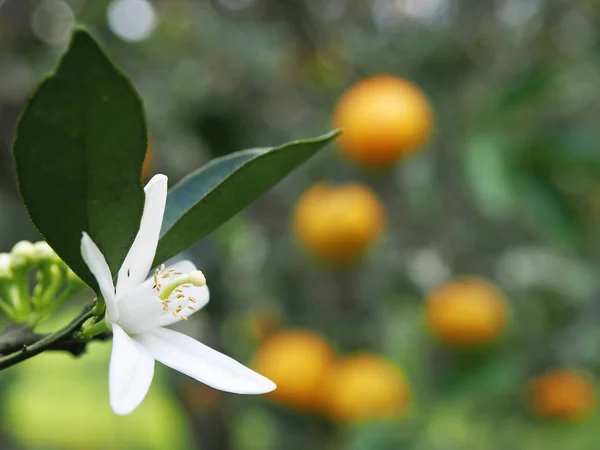 Närbild Apelsinblomma — Stockfoto