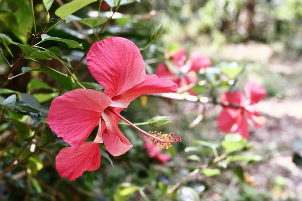 Fleur Hibiscus Rouge Fond Parc — Photo